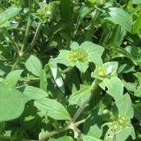 Richardia brasiliensis Gomes